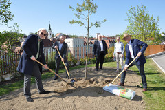 Umweltstadtrat Rainhard Kaufmann, Bürgermeister Gerald Hackl, Vizebürgermeister Wilhelm Hauser, Eva Pötzl und Leopold Födermayr pflanzen den ersten Baum für die Aktion „1000 Bäume für Steyr“. Umweltstadtrat Rainhard Kaufmann, Bürgermeister Gerald Hackl, Vizebürgermeister Wilhelm Hauser, Eva Pötzl und Leopold Födermayr pflanzen den ersten Baum für die Aktion „1000 Bäume für Steyr“.