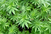 Cannabispflanzen - Imagebild Cannabispflanzen - Imagebild