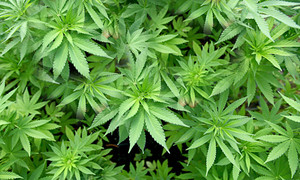 Cannabispflanzen - Symbolbild Cannabispflanzen - Symbolbild
