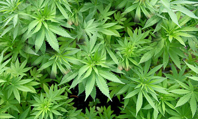 Cannabis-Pflanzen - Symbolbild