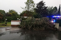 Umgestürzter Baum in Neuzeug Umgestürzter Baum in Neuzeug