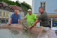 Gerald Käferbeck (Fachbereich Umwelt/Agrar/Forst), Walter Maurer (Taxi Höllmüller) und Gemeinderat Christian Pechhacker (Fischereiaufseher) beim Einsetzten der Forellen Gerald Käferbeck (Fachbereich Umwelt/Agrar/Forst), Walter Maurer (Taxi Höllmüller) und Gemeinderat Christian Pechhacker (Fischereiaufseher) beim Einsetzten der Forellen