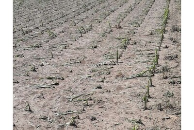 Ein vom Hagel zerstörtes Maisfeld in Utzenaich