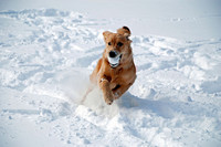 Hunde lieben den Schnee. Nichts macht dem Vierbeiner mehr Spaß, als durch winterliche Landschaften zu toben Hunde lieben den Schnee. Nichts macht dem Vierbeiner mehr Spaß, als durch winterliche Landschaften zu toben