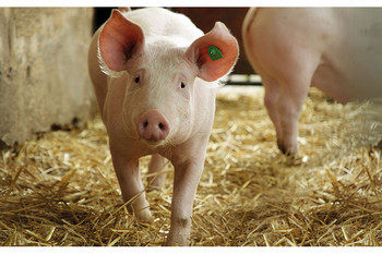 konventionelle Schweinehaltung - Imagebild konventionelle Schweinehaltung - Imagebild