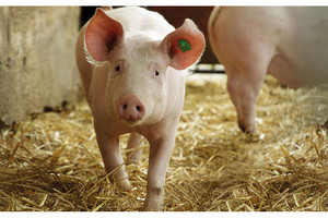 konventionelle Schweinehaltung - Imagebild konventionelle Schweinehaltung - Imagebild