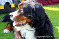 Berner Sennenhund Berner Sennenhund