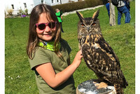 6-jährige Isabella hat keine Scheu vor 2-jährigem Uhu „Piepsi“ 6-jährige Isabella hat keine Scheu vor 2-jährigem Uhu „Piepsi“