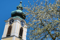 Kirschblütenpracht neben Pfarrkirchens Kirchturm Kirschblütenpracht neben Pfarrkirchens Kirchturm