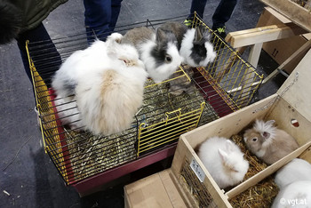 Die Tiere mussten auf den Gitterkäfigen sitzen. Die Tiere mussten auf den Gitterkäfigen sitzen.