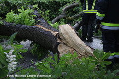Umgestürzter Baum - Symbolbild Umgestürzter Baum - Symbolbild