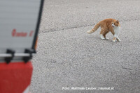 Die gerettete Katze hat wieder festen Boden unter den Füßen Die gerettete Katze hat wieder festen Boden unter den Füßen