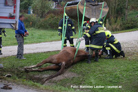 Das Pferd wird mit Hilfe eines Krans aus misslicher Lage befreit Das Pferd wird mit Hilfe eines Krans aus misslicher Lage befreit