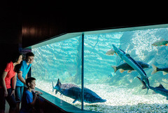 Mini-Donau-Großaquarium Mini-Donau-Großaquarium