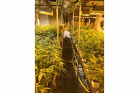 die sichergestellte Indoor-Plantage in Schlierbach die sichergestellte Indoor-Plantage in Schlierbach