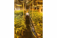 die sichergestellte Indoor-Plantage in Schlierbach die sichergestellte Indoor-Plantage in Schlierbach