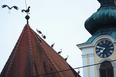 Sieben Störche am Kirchendach in Pfarrkirchen bei Bad Hall