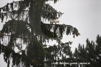 die verängstigte Katze am Baum die verängstigte Katze am Baum