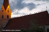 Störche auf der Kirche von Weißkirchen an der Traun Störche auf der Kirche von Weißkirchen an der Traun