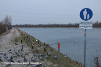 Traunufer - Ort der Tierrettung Traunufer - Ort der Tierrettung